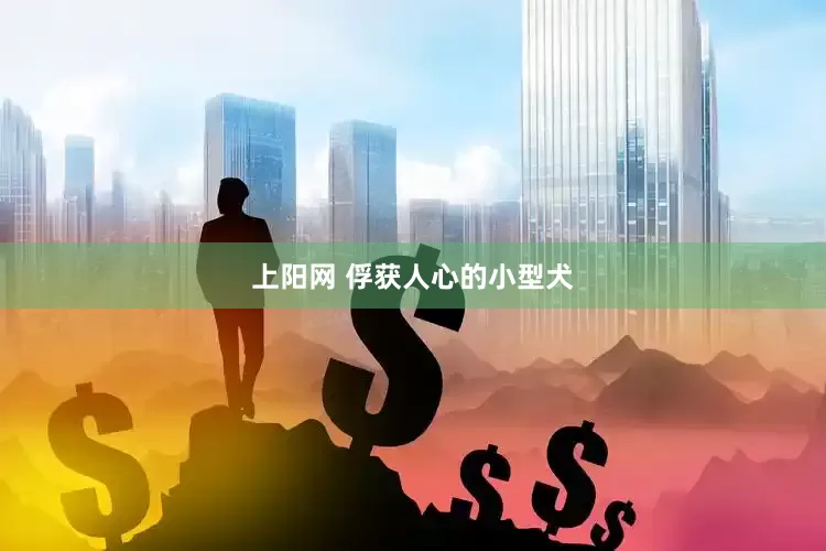 上阳网 俘获人心的小型犬